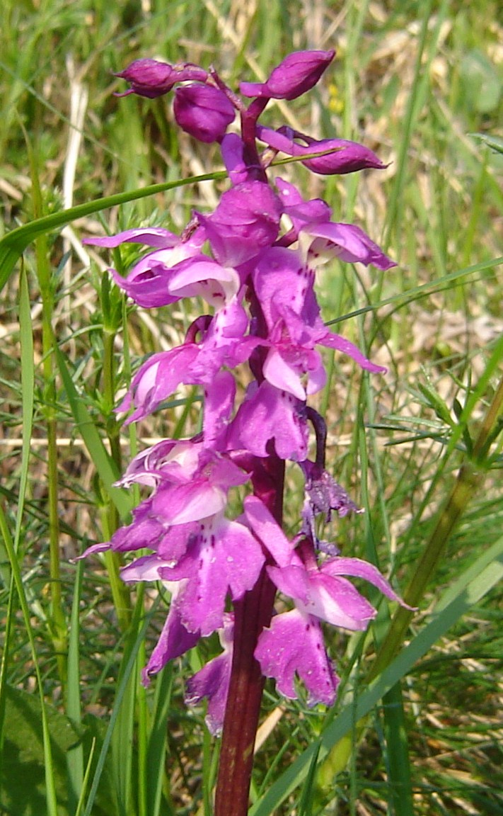 Altra orchidea